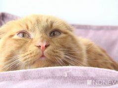 Женщина взяла в приюте кота, а через несколько часов усыпила его