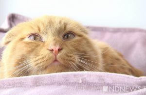 Женщина взяла в приюте кота, а через несколько часов усыпила его