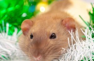 Китай одобрил COVID-вакцину из клеток хомяка