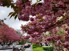 На Закарпатье началось массовое цветение сакуры (фото)