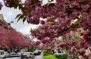 На Закарпатье началось массовое цветение сакуры (фото)