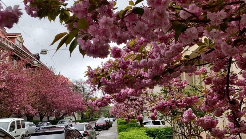 На Закарпатье началось массовое цветение сакуры (фото)