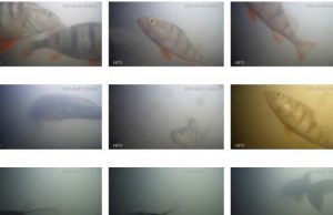 В Нидерландах разработали приложение-«дверной звонок» для идущей на нерест рыбы