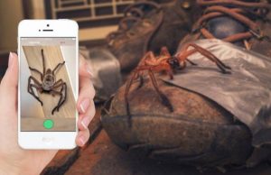 В Австралии запустили Shazam для пауков