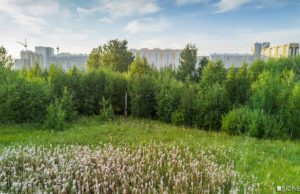 Пока еще что-то осталось: полномочия по охране лесов предлагают вернуть на федеральный уровень