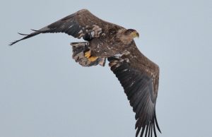 В Чернобыльской зоне установят башни для наблюдения за птицами