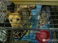 Великобритания эвакуирует из Афганистана около 200 собак и кошек