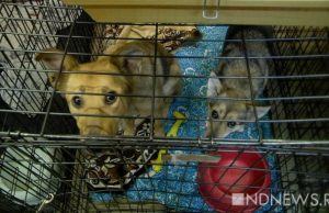 Великобритания эвакуирует из Афганистана около 200 собак и кошек