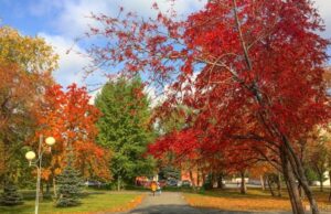 Погода в Москве: воздух прогреется выше климатической нормы