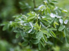 В московском регионе ожидаются первые заморозки