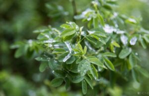 В московском регионе ожидаются первые заморозки