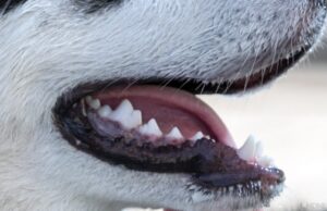 В Севастополе собака набросилась на ребенка на детской площадке