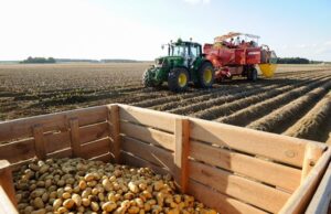 Какую госпомощь дадут за картошку?