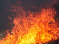 Пожары в Калифорнии в 2021 году уничтожили более трех тысяч гигантских секвой