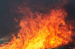 Пожары в Калифорнии в 2021 году уничтожили более трех тысяч гигантских секвой