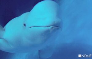 Екатеринбургский океанариум обратится в органы после видео об избиении дельфинов