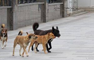 «Происки Запада»: в одном из регионов России вину за бродячих собак свалили на зоозащитников и «заграницу»