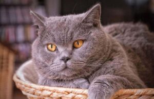 Почему важно обрабатывать кошек от паразитов: как выбрать средство