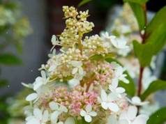 Гортензия: особенности выращивания