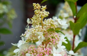 Гортензия: особенности выращивания