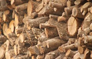 Что будет, если РФ запретит экспорт древесины в «недружественные страны»?