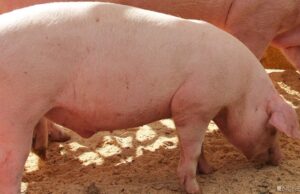 В США умер человек с сердцем свиньи