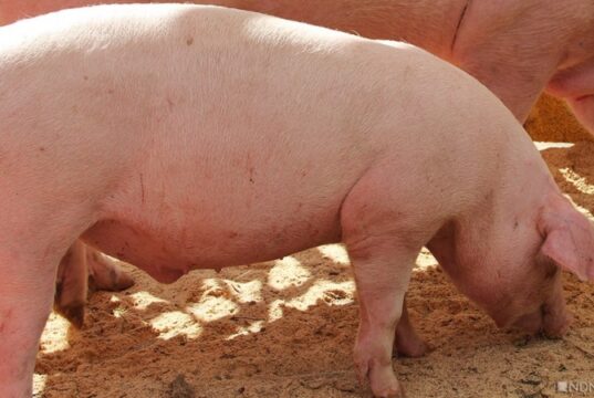 В США умер человек с сердцем свиньи