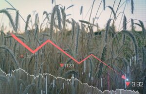 Что такое бушель?