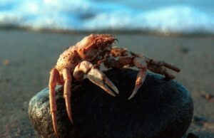 Санкции сжимают клешни. Как запрет крабового экспорта в США бьет по рыбакам