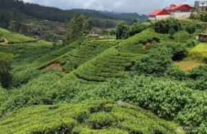 «Чай подорожает в два раза. Кофе тоже». Ждать ли нам дефицита в напитках?