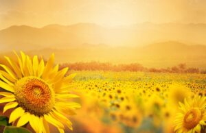 Подсолнечные рекорды. Россия нашла новый экспортный товар