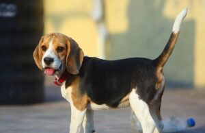 Гельминтоз у собак: причины возникновения