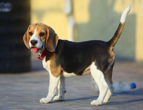 Гельминтоз у собак: причины возникновения