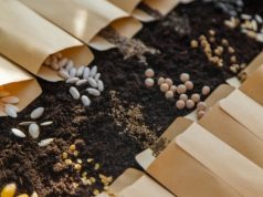 Заземление иностранцев. Поставщиков импортных семян приглашают в Россию