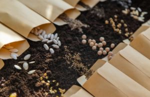 Заземление иностранцев. Поставщиков импортных семян приглашают в Россию