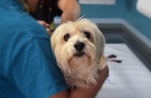 Лечить своим. Грозит ли РФ дефицит западных ветеринарных препаратов?