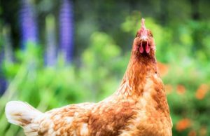 Крылышко или ножку? Эксперты назвали причины подорожания курицы в России