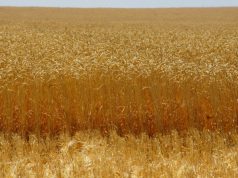Россия впервые вошла в пятерку лидеров по поставкам зерна в Бразилию