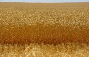 Россия впервые вошла в пятерку лидеров по поставкам зерна в Бразилию