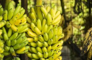 Муха подгадила. Запрет на ввоз бананов из Эквадора повысит цены в России