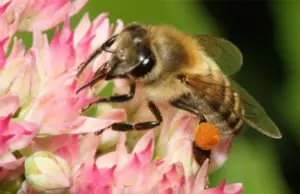 Мёд институт. Что происходит с нашими пчёлами?