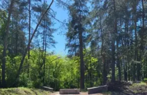 За кубометр ответишь! До какой степени можно вырубать леса в России