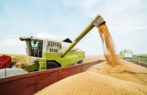 Не свининой единой. Россия заработает деньги на поставках зерна в Китай